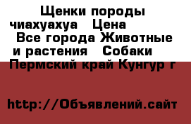 Щенки породы чиахуахуа › Цена ­ 12 000 - Все города Животные и растения » Собаки   . Пермский край,Кунгур г.